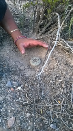 VIAJE A MEXICO Y FRUTO DEL DESIERTO